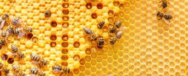 Bees Can Use Abstract Symbols to Do Unexpectedly Sophisticated Math