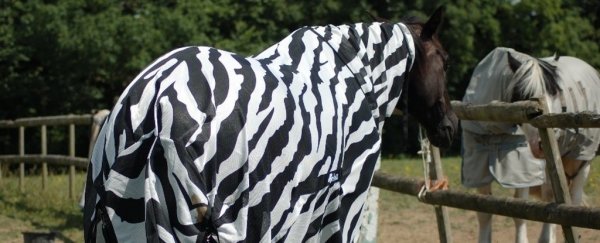 Scientists put horses in costumes to find out why zebras are stripy