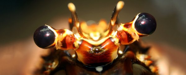 MIT scientists are making flexible superhero body armor inspired by... Lobsters