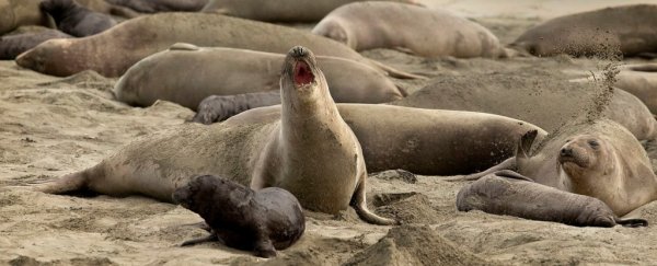 Seals took over a California beach during the government shutdown, and won't leave