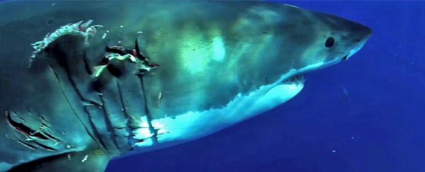 Scientists just mapped the great white shark's genome in search for healing powers