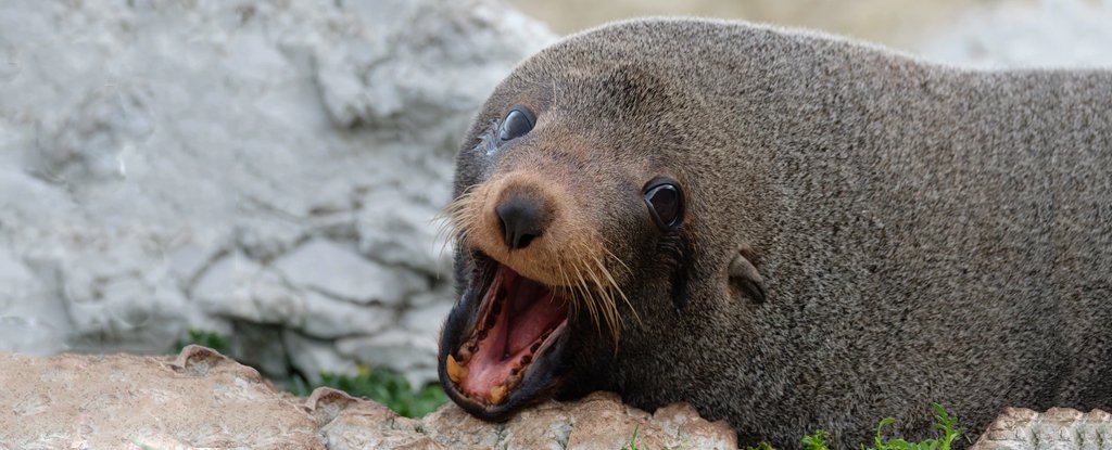 Is this your USB stick found buried in seal poop? Scientists want to know
