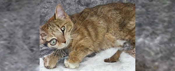 This new AI draws grotesquely warped cats and we can't stop looking