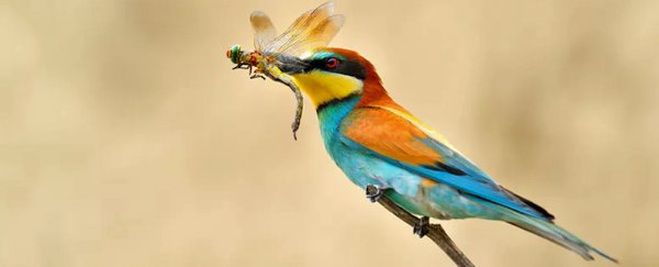 The world's insects are vanishing - what does that really mean for humans?