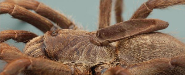 This newly discovered African tarantula has a rude-looking horn on its back