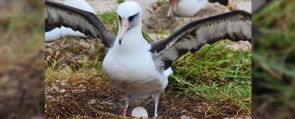 The world's oldest known bird is almost 70, but don't let that stop her