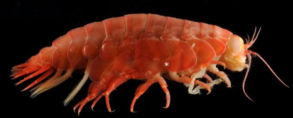 Even the Creatures in the Ocean's Deepest Chasms Are Now Eating Plastic