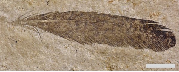 'First' fossil feather might have been linked to the wrong species this whole time