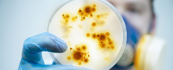 For the first time, bacteria seen entering strange 'zombie' mode to survive starvation