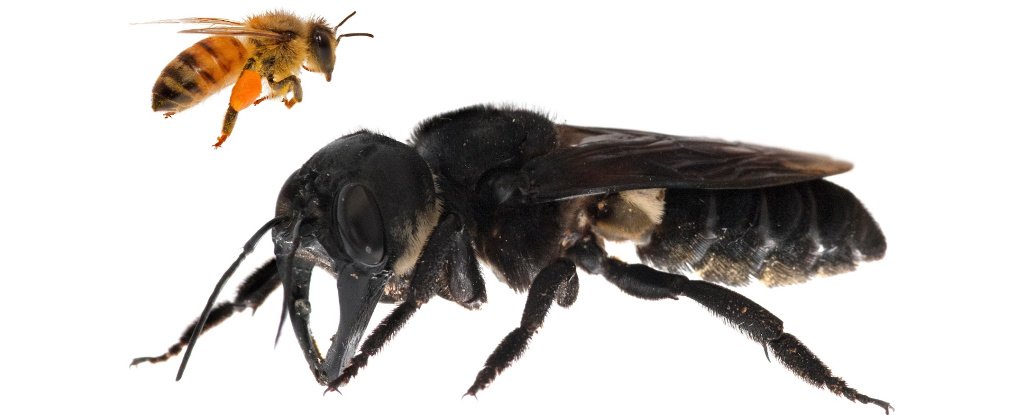 This humongous bee species was ‘lost’ for decades, beats us how they missed it