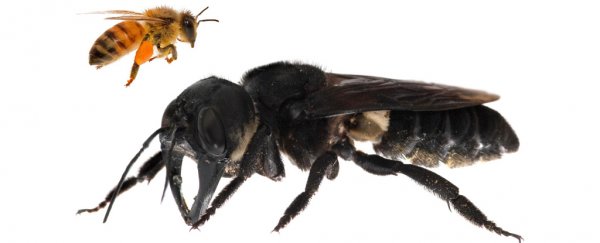 This humongous bee species was 'lost' for decades, beats us how they missed it
