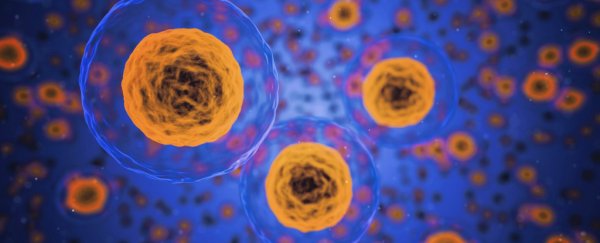 Experimental anti-aging treatment that kills old cells has passed first human trial