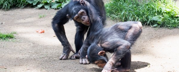 There's a weird similarity between chimp communication and human language