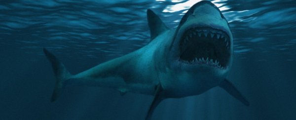 Is the Megalodon Still alive