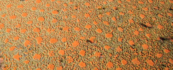 We have a new development in the mysterious case of the desert 'fairy circles'