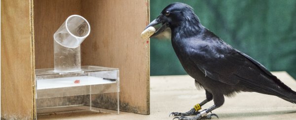 These crows are so smart, they plan 3 steps ahead when using tools