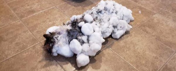 A cat has been revived after being frozen, covered in ice