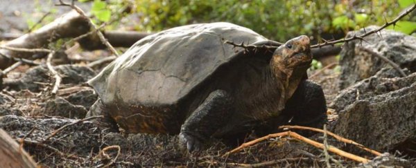 A rare giant tortoise has been found in Galapagos for the first time since 1906