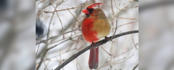 This incredible bird is half male, half female and totally real