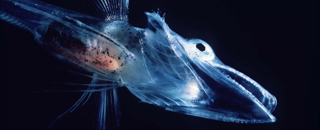 These ghoulish icefish have antifreeze in their veins, and now we know how that works