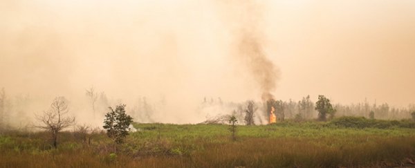 Forest Fires in Indonesia a Decade Ago May Have Stunted The Growth of Children Today