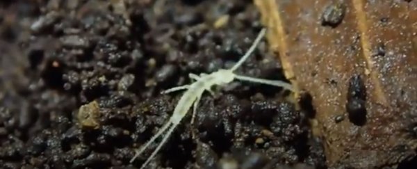 This newly discovered bug may have been around since the last ice age