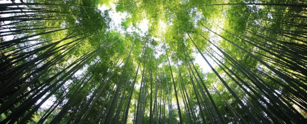 Here's a simple thing we can do to cancel out years of CO2 emissions