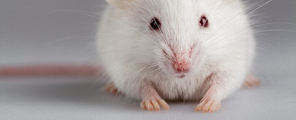 Scientists have made mice partially regrow amputated toes by adding just 2 proteins