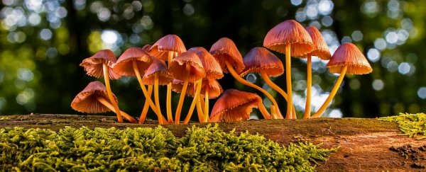 'Magic mushrooms' may soon be decriminalised in parts of the US