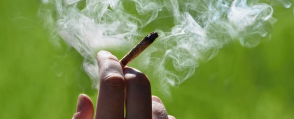 Harvard study links marijuana to sperm count in an unexpected way