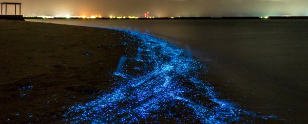 Our oceans are full of nurdles, and they're not as cute as they sound