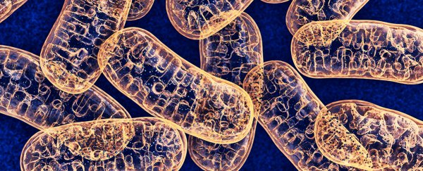 Faulty cell cleanup in the brain could contribute to Alzheimer's, study shows