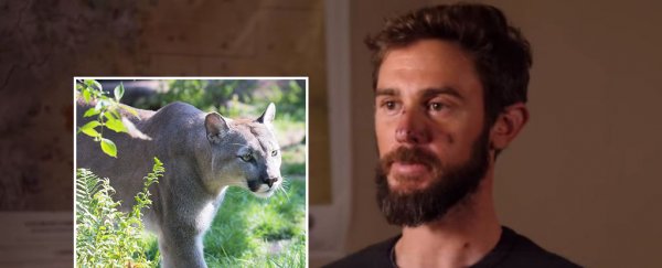 This trail runner fought an attacking mountain lion with his bare hands. He survived