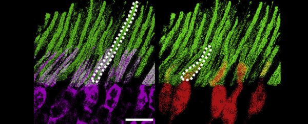 Scientists just took a major step towards injecting eyes with night vision