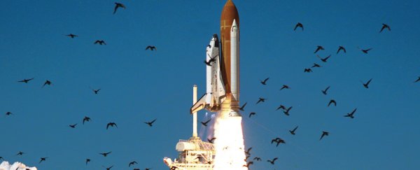 Elon Musk's 'bleeding' rocket could be under serious threat from bird poop