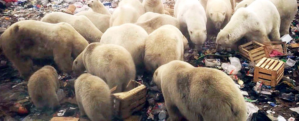 Mass invasion of starving polar bears is terrorising this island town