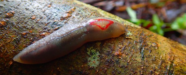 This bizarre Australian slug has such sticky slime, it can 'superglue' its enemies