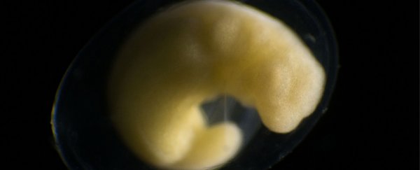 Watch a single cell become an entire organism in 6 achingly beautiful minutes