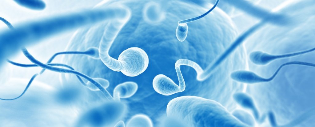The female body has a surprisingly sophisticated way to block weak sperm