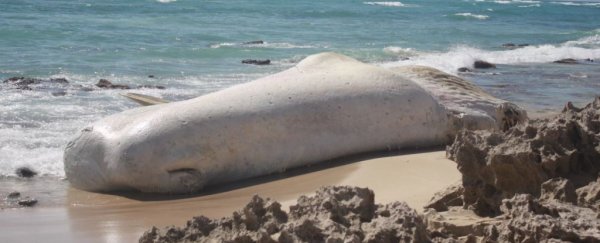 This eerie marshmallow carcass keeps coming back to haunt Hawaii