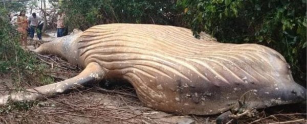 A dead whale has been found on the edge of the Amazon jungle