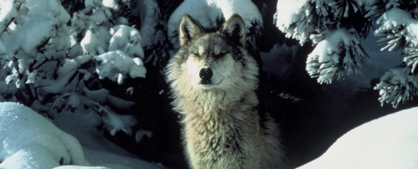 Wolves in Germany are making a comeback, and the military is weirdly helping
