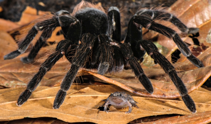 spider frog bffs