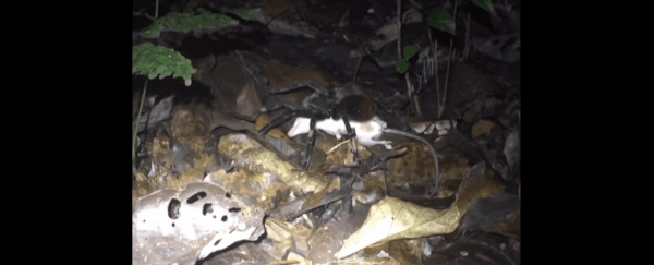 Watch a Gigantic Tarantula Drag a Baby Opossum Away To Devour It