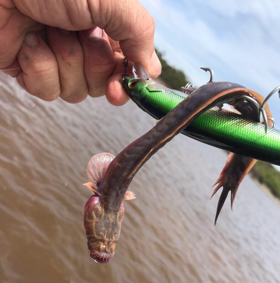 This Rare Fish Has No Eyes, Needle Teeth, And Looks Like It May Burst