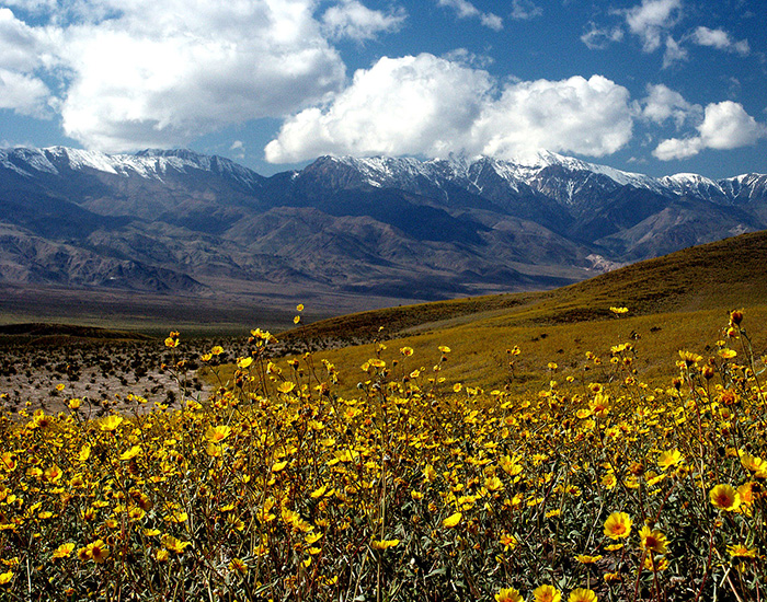 700px Death Valley Gerea canescens