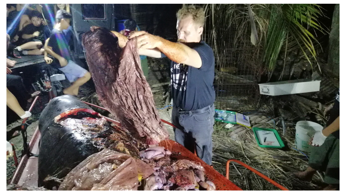 Plastic waste found in a Cuvier's beaked whale in the Philippines. (Mary Gay Blatchley)
