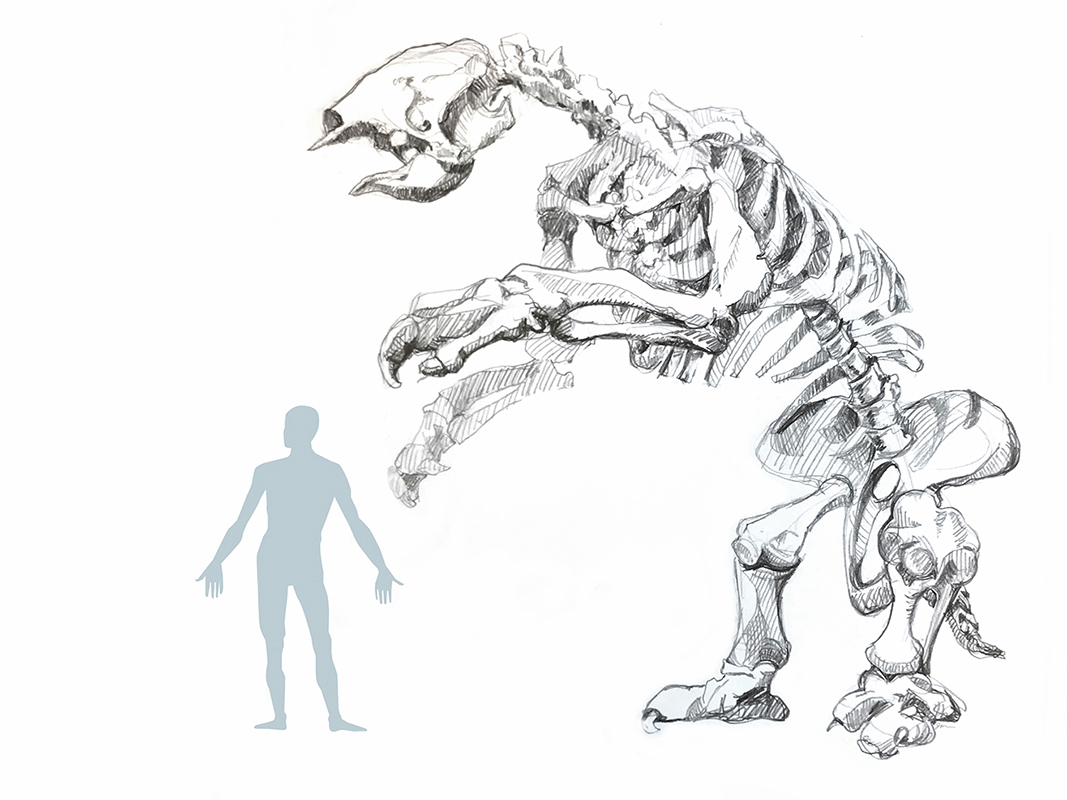 The giant sloth could reach over 4 metres (13 feet) high. ( (Julie McMahon/University of Illinois at Urbana-Champaign)