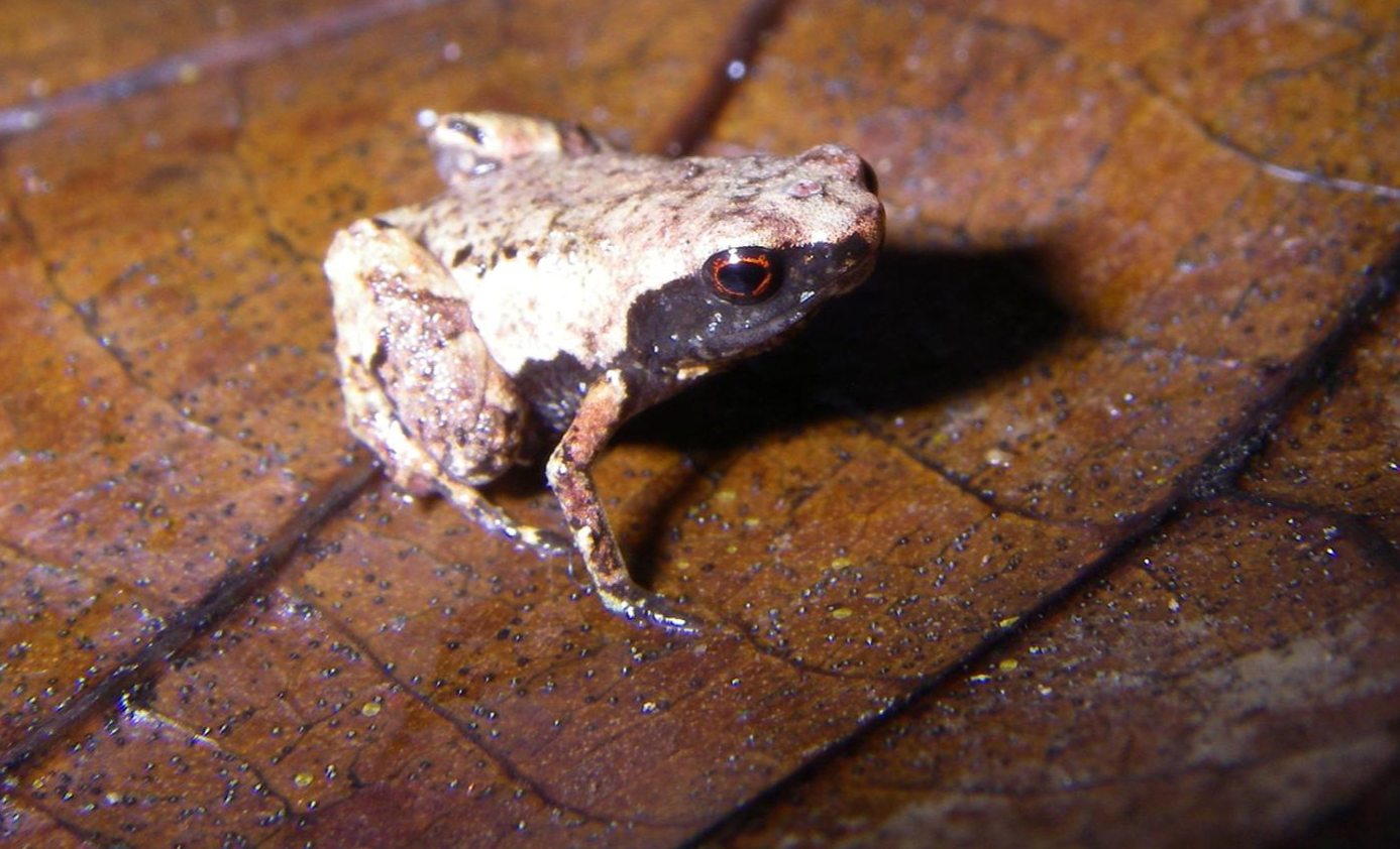 Mini mum lives in the leaf litter. (Andolalao Rakotoarison)