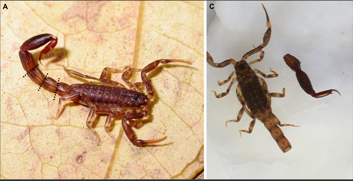 Ananteris before and after tail cleavage (Thorell 1891/Botero-Trujillo & Flórez 2011)